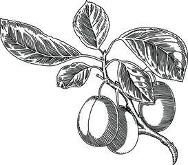 Plums on a branch with leaves. Black & White. Vector	