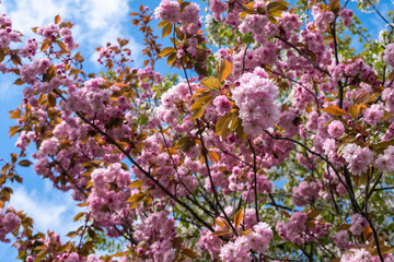 Sakura blossom flowers. Lots of pink petals of cherry flowers at spring sunny day. Sakura blooming tender bright pink on blue sky background.