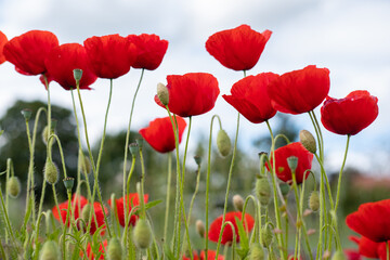 Obraz premium Coquelicots