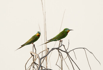 A pair of Blue-cheeked bee-eater at Asker marsh, Bahrain
