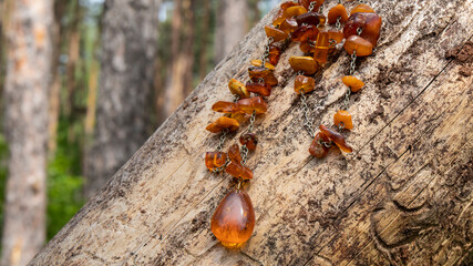 Orange Baltic amber necklace lies on an aged trunk in the forest.  Vintage amber jewelry close up on a wooden surface. Natural background.  