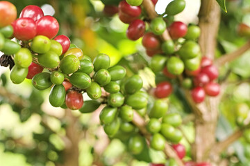 Coffee tree with ripe and green fruits. Colombian coffee cultivation