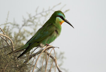 Portrait of a Blue-cheeked bee-eater, Asker marsh, Bahrain