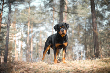 Rottweiler dog stay in the forest on yellow light background