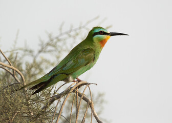 Blue-cheeked bee-eater perched on  tree at Asker marsh, Bahrain