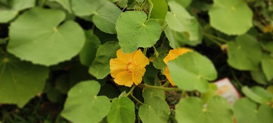 NATURAL GREEN PLANT AND YELLOW FLOWERS