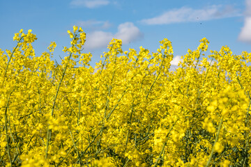 Obraz premium Field of beautiful springtime golden flower of rapeseed is plant for green industry
