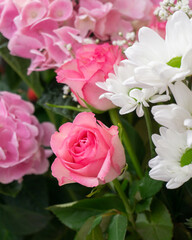 rose, pink and white flowers close up