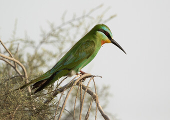 Blue-cheeked bee-eater looking for insect at Asker marsh, Bahrain