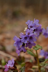Obraz premium flowers in the forest