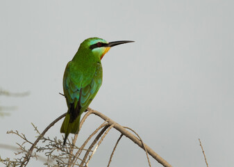 Blue-cheeked bee-eater perched on a tree, Bahrain