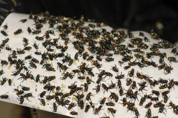 Group of flies is trapped glue on paper. It is an insect that is a carrier of cholera and dirty....