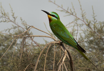 Closeup of Blue-cheeked bee-eater on a tree at Asker marsh, Bahrain