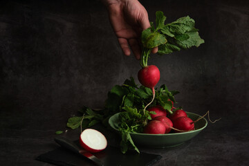 a man's hand holds a bunch of fresh radishes