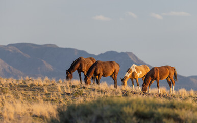 Herd of Wild Horses in the Utah Desert