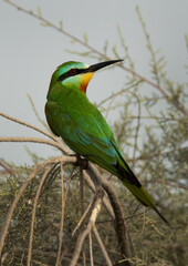 Blue-cheeked bee-eater on a tree at Asker marsh, Bahrain