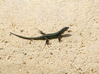 A green lizard perched on a yellow wall