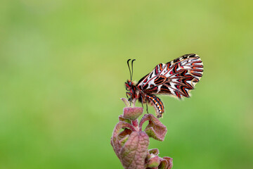 colorful bitterfly on dried plant Zerynthia polyxena Papilionidae