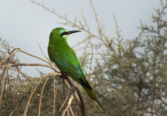 Blue-cheeked bee-eater on a tree at Asker marsh, Bahrain