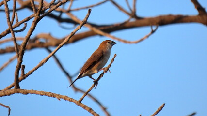 Indian Silverbill sitting on a branch. 