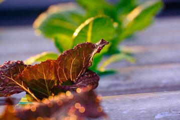 Close Up Healthy salad leaf Hydroponic farm. Organic fresh harvested vegetables. Vegetable garden at greenhouse. Agriculture in the greenhouse organic. Food background  or New system farmer coccept.