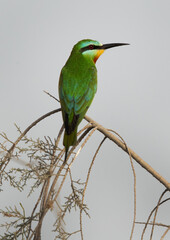 Blue-cheeked bee-eater at Asker marsh, Bahrain
