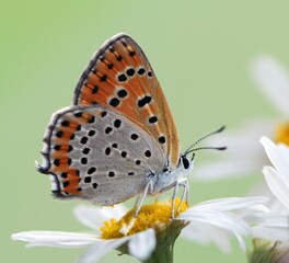 Fototapeta na wymiar Lycaena virgaureae butterfly collects nectar on a daisy flower on a summer day in a forest glade