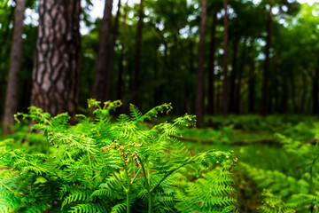 Fototapeta premium Grüner Farn im Wald