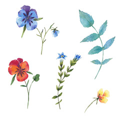 Paint set of hand-drawn watercolor pansies flowers on a white background. Use for menus, invitations, wedding