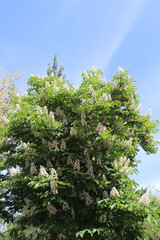 blooming chestnut