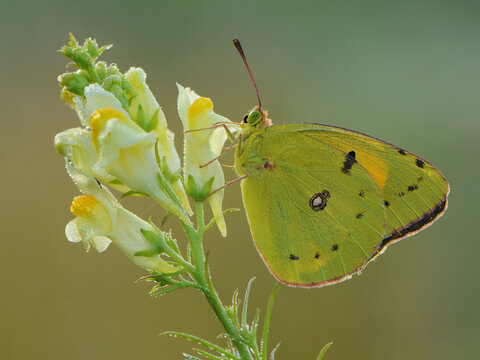 a yellow butterfly Colias hyale   on a  flower in the early morning on a glade awaiting dawn - Powered by Adobe