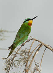 Portrait of a Blue-cheeked bee-eater at Asker marsh, Bahrain