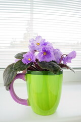 Saintpaulia ( Streptocarpus taitensis ) with purple flowers, closeup. African violets in a green cup on the windowsill for room decoration. 