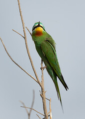 Portrait of a Blue-cheeked bee-eater at Asker marsh, Bahrain
