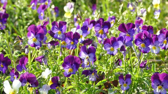 Wild Pansy flowers, Viola tricolor in green grass on sunny windy evening, stock video footage