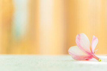 Obraz na płótnie Canvas Back plumeria flowers on a white background