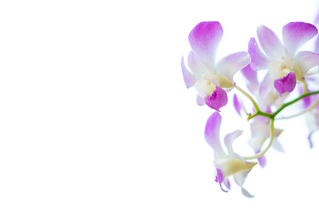 Beautiful purple and white orchid flowers white background