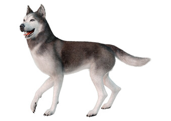 3D Rendering Siberian Husky on White