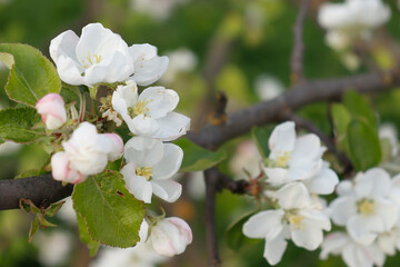 tree flowers