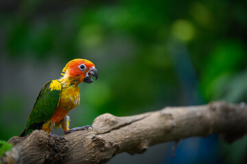 sun conure baby growth stages