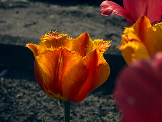 poppy flower in the colors of the afternoon sun