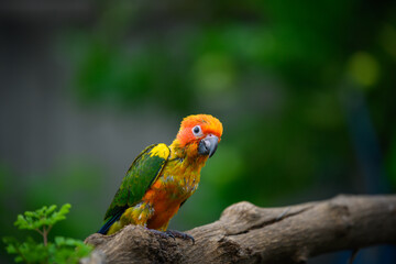 sun conure baby growth stages