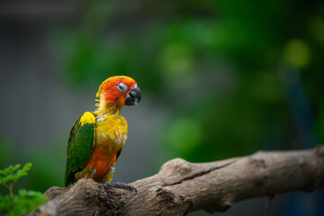 sun conure baby growth stages