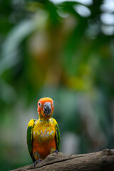 sun conure baby growth stages