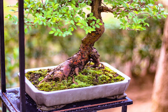 Fotografía de enfoque selectivo. Un árbol en maceta sobre una pequeña mesa llamada bonsai presentado en una exposición de este arte asiático, fotografía tomada en una lluviosa mañana de primavera entr