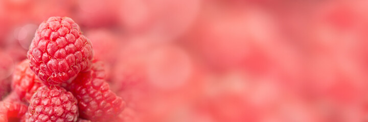 Close up of fresh raspberries, pink bokeh panoramic  background with copy space. Fruit web banner