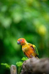 sun conure baby growth stages
