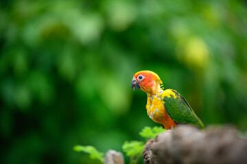 sun conure baby growth stages