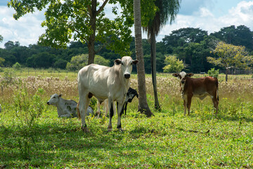 cattle grazing on a farm in Mato Grosso do Sul