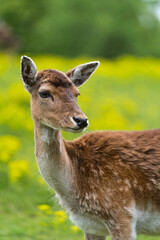 Wunderschöne Reh Bambi Porträt